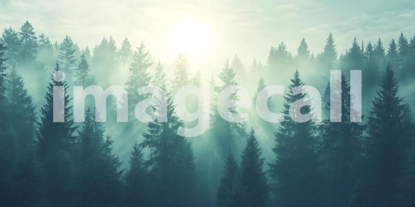 Misty Forest: Sunlit Coniferous Trees Wallpaper