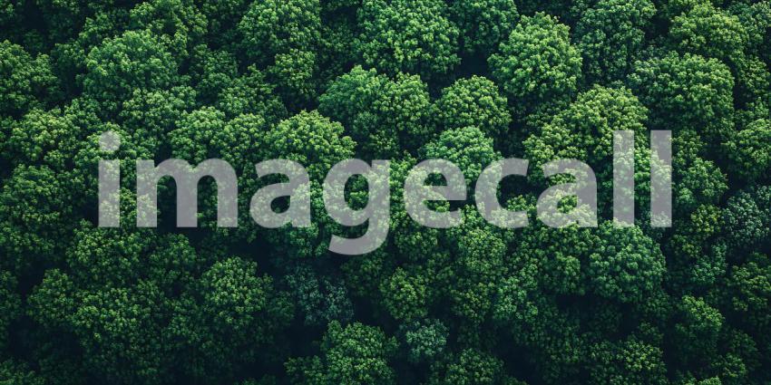 Lush Green Forest Canopy: A Stunning Nature Background