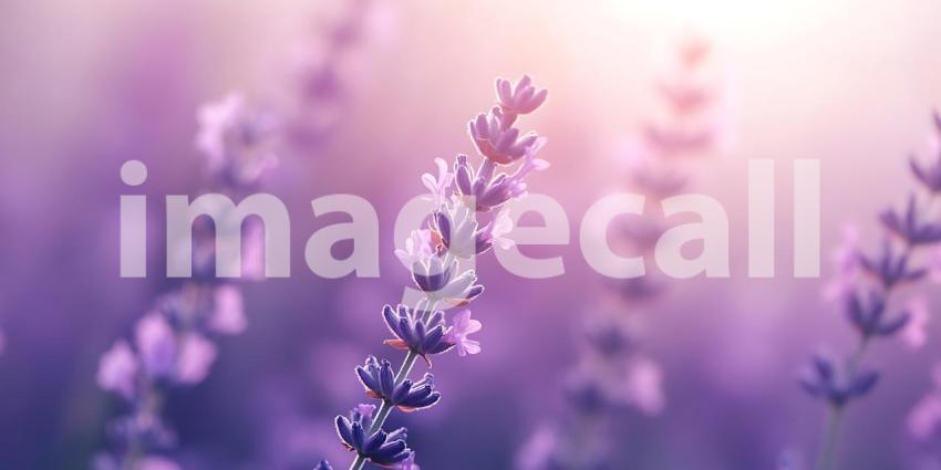 Beautiful Lavender Field: Serene Purple Flowers