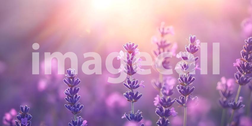 Serene Lavender Field: Tranquil Purple Flowers at Sunset