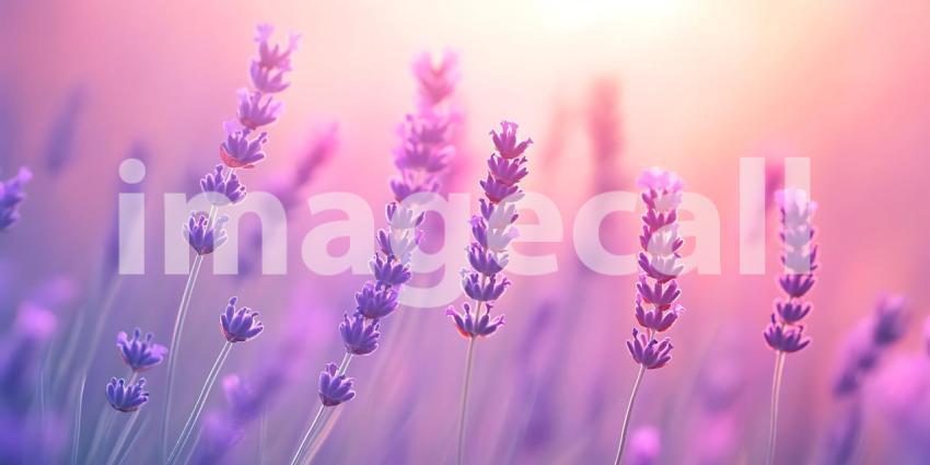 Lavender Field: Beautiful Purple Flowers, Nature Background Imag