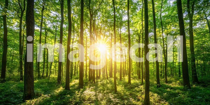 Luminous Forest Nature Photography Exhibiting Sunlight Through T