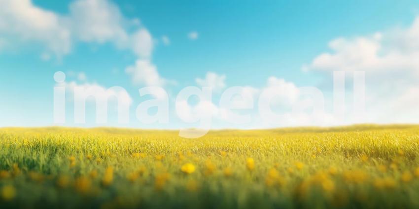 Serene Yellow Field Landscape Sunny Day Blue Sky and Golden Crop
