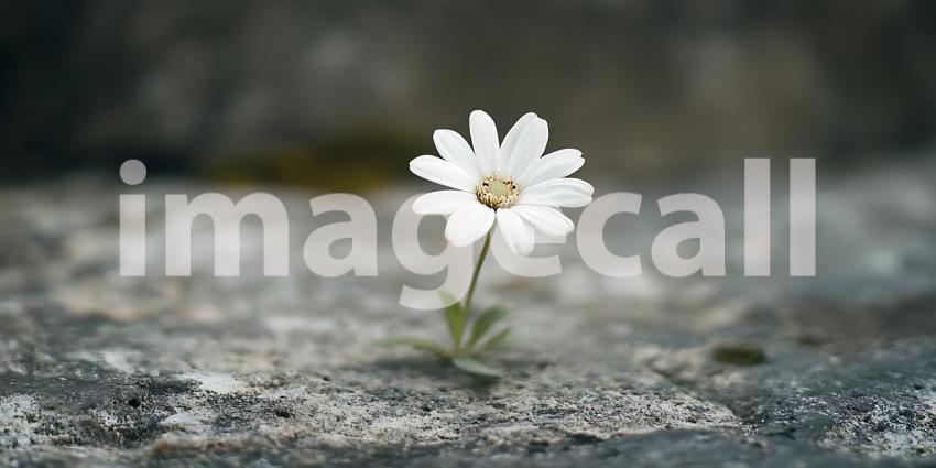 Resilience A Single White Flower Blooming on Rock