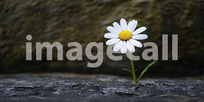 Resilience A Single Daisys Triumph Against the Odds