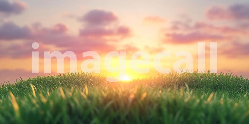 Sunset Landscape Serene Wheat Field at Golden Hour
