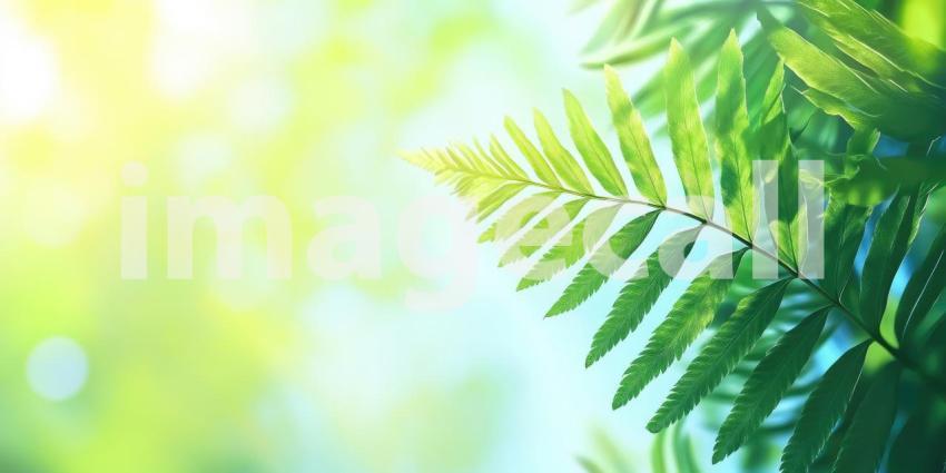 Sunlight Dappled: A vibrant fern frond bathed in sunlight, casting delicate shadows on the forest floor