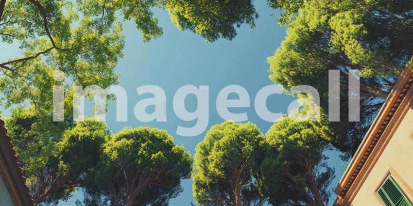 Canopy of Life: A breathtaking view of a forest canopy, where towering trees reach towards a vibrant blue sky