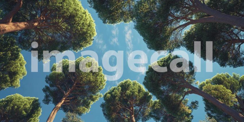 Canopy of Life: A breathtaking view of a forest canopy, where towering trees reach towards a vibrant blue sky