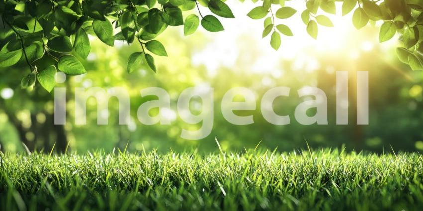 A Verdant Oasis: A sun-dappled meadow stretches towards a horizon framed by a canopy of lush green trees, inviting you to escape into a world of tranquility and natural beauty