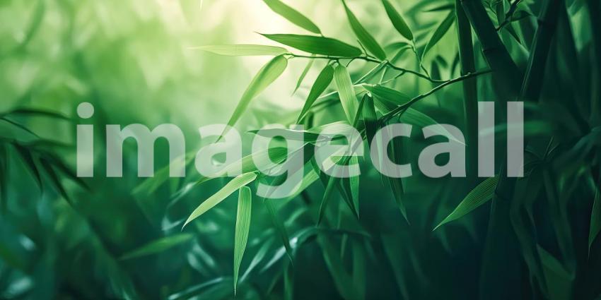 A lush bamboo thicket bathed in warm sunlight, showcasing vibrant green leaves and a sense of tranquility