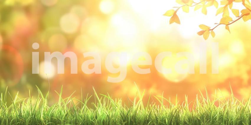 A vibrant field of lush green grass basking in the warm glow of the setting sun, with a bokeh effect adding a touch of magic