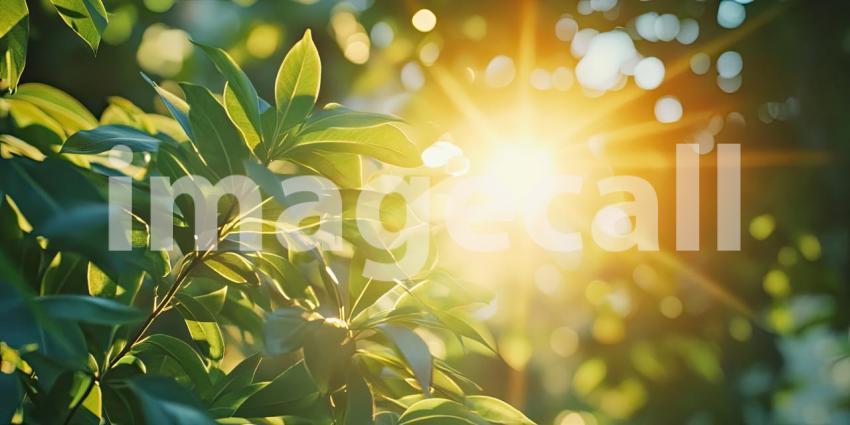 A Daydream in Sunlight: Daisies Bloom in a Sun-Dappled Garden, Surrounded by Sparkling Pebbles and Dancing Bubbles