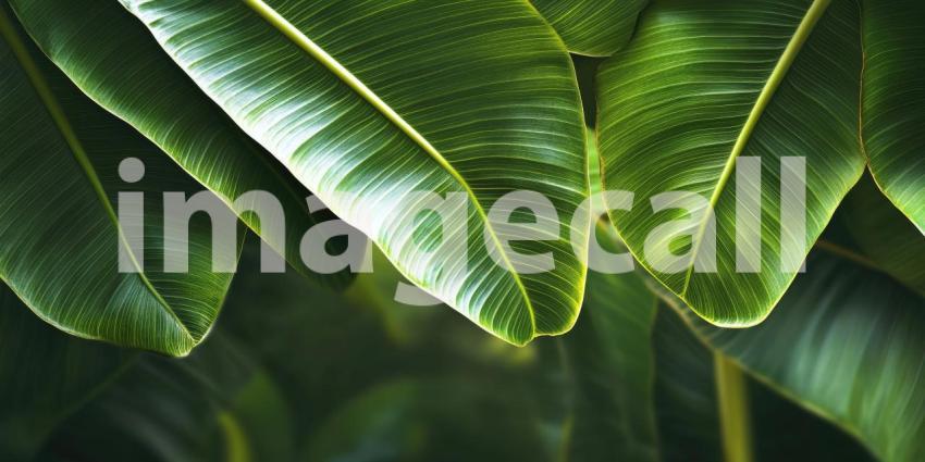 A Tropical Dreamscape: A vibrant explosion of colors, as tropical leaves are bathed in a kaleidoscope of light, creating a surreal and captivating scene