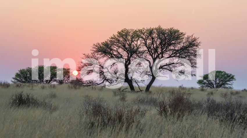 Sunrise in the Kalahari