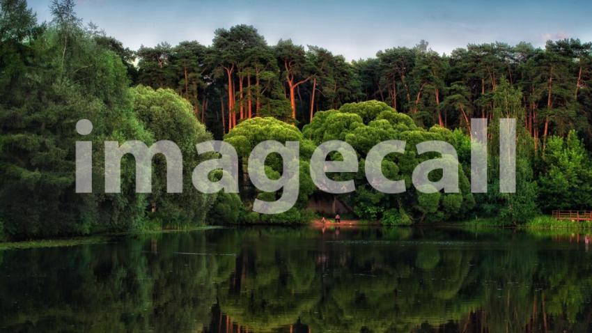 Green trees brokkoli t20 4l3j8v