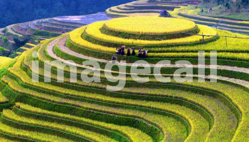 Terraced rice fields
