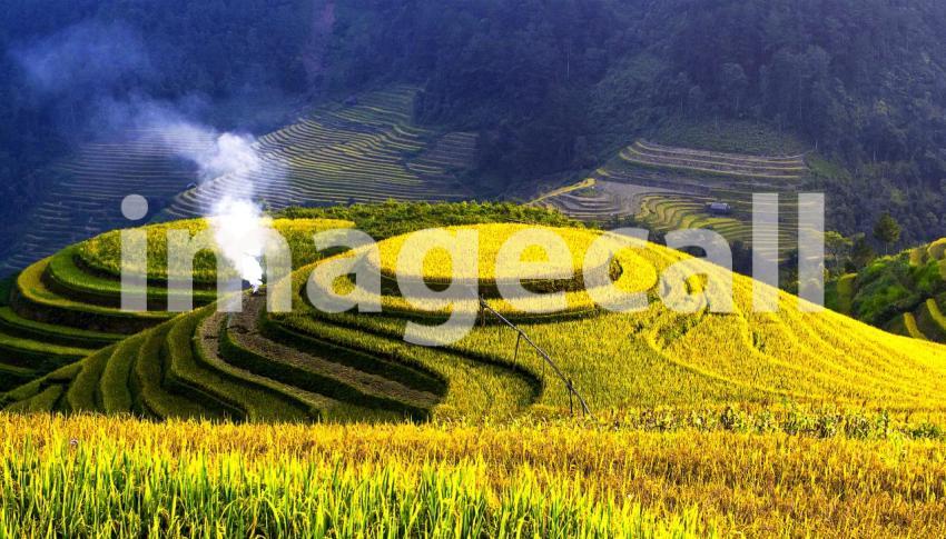 Terraced rice fields