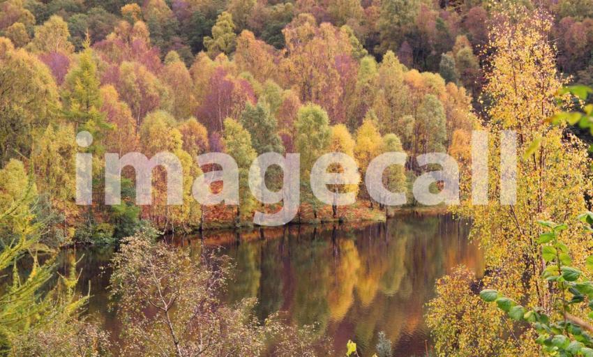 Autumn trees reflected on loch tummel t20 QabjX6