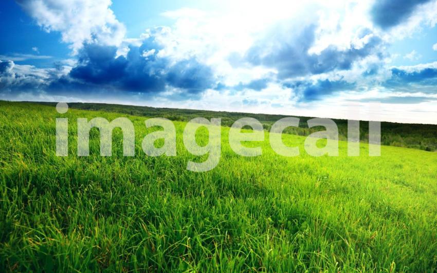 Field of spring grass and sun