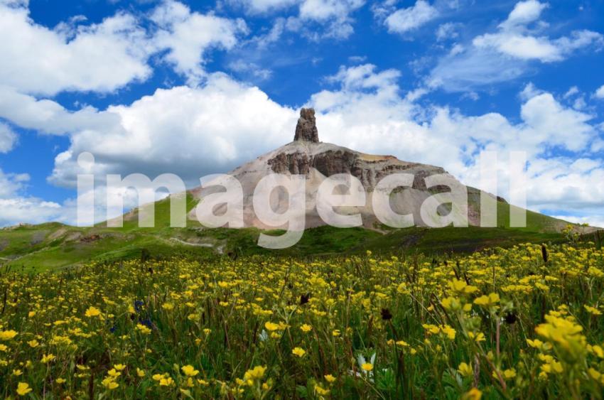 Colorado wildflowers blooming at the base of lizard head mountain t20 OxmNLm