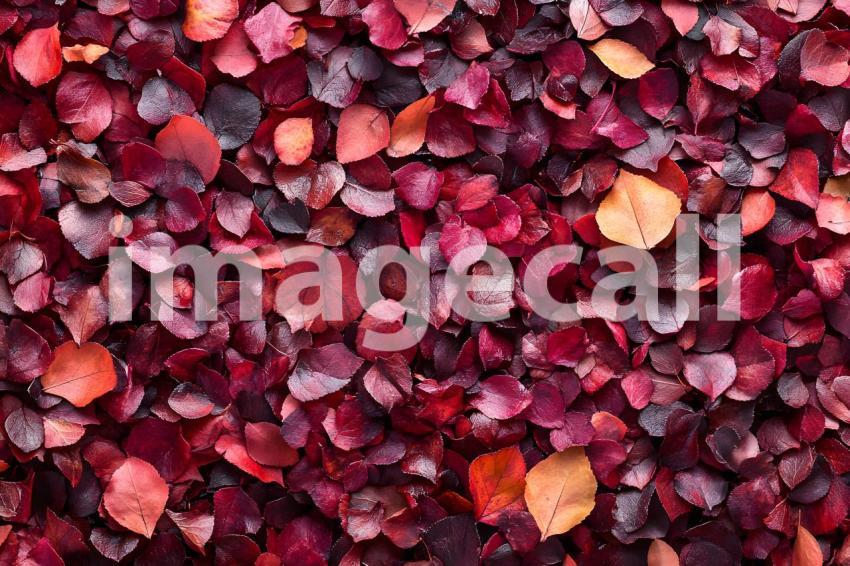020 autumn maple ground 30 backdrops bd25404