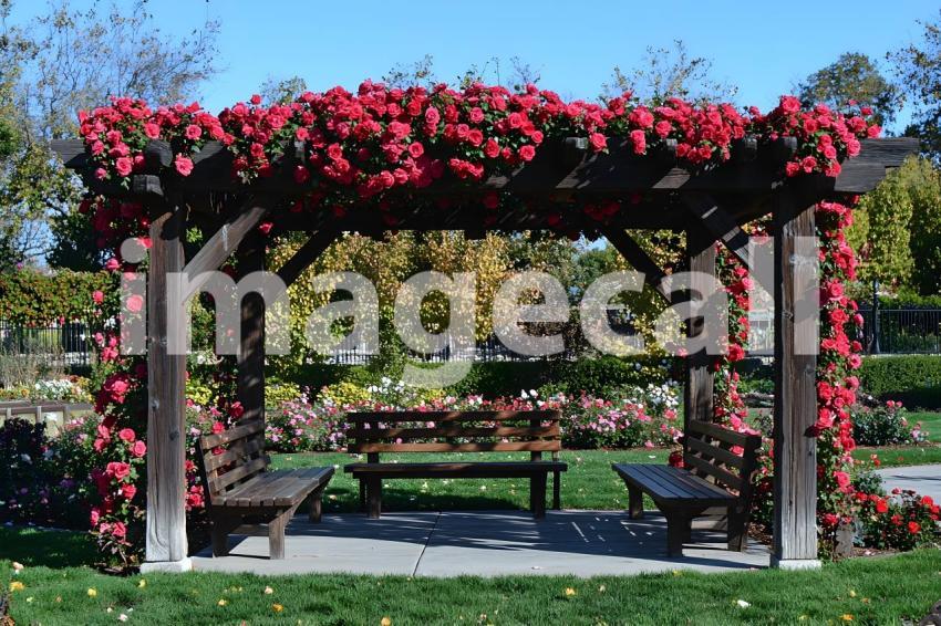 Abc1323 Victorian Botanical Garden A grand arbor covered in cli a6a0d0e5 98e5 4add 9675 1f13f2e0cac6 part3