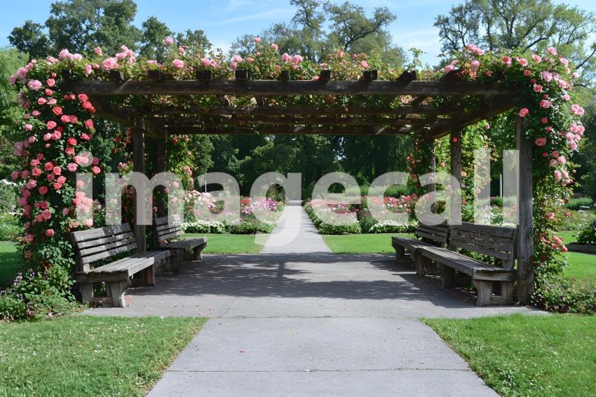 Abc1323 Victorian Botanical Garden A grand arbor covered in cli 5425b929 7c5a 448d aa0d 557987c11f5e part1