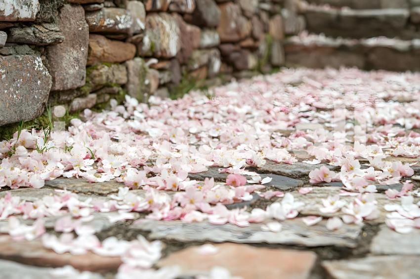 Clips12345 brick wall spring blossom and ground portrait backdr 7a0a2212 502e 4086 8ae2 b1c840c443f0 part2