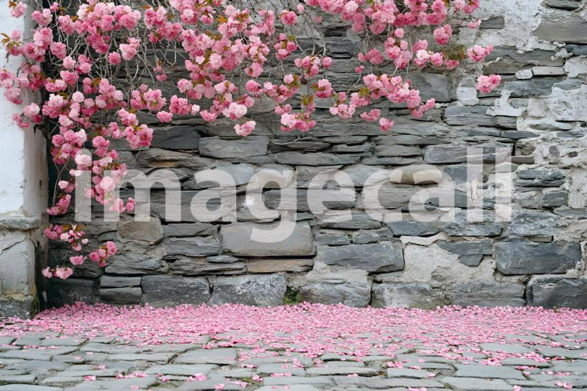 Clips12345 brick wall spring blossom and ground portrait backdr 1f0c1b2d eb9b 4c93 a6ab 1febb8102977 part4