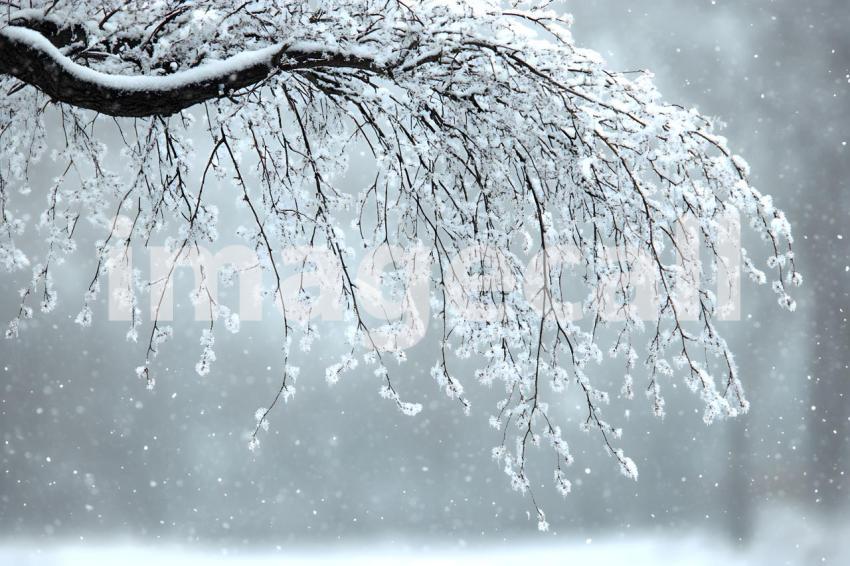 U3644368625 Winter Willow Branches A soft tranquil winter bac 6e900e4e 8ab9 477a 9238 473c8b1a68f2 2