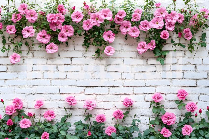 009 pink rose brick wall 25 backdrops b25222