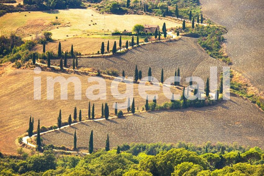 Cypress tree scenic road in Pienza near Siena, Tuscany, Italy.