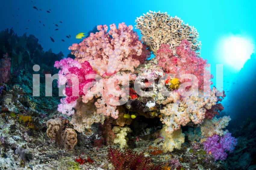 Vibrant coral reef