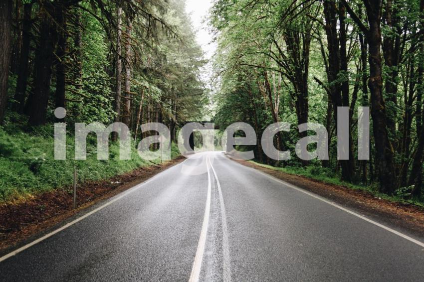 Bridge deep in the woods t20 0nka1g