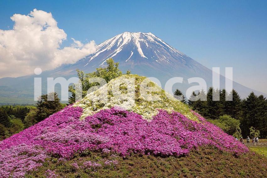 Fuji mountain t20 dolP1o