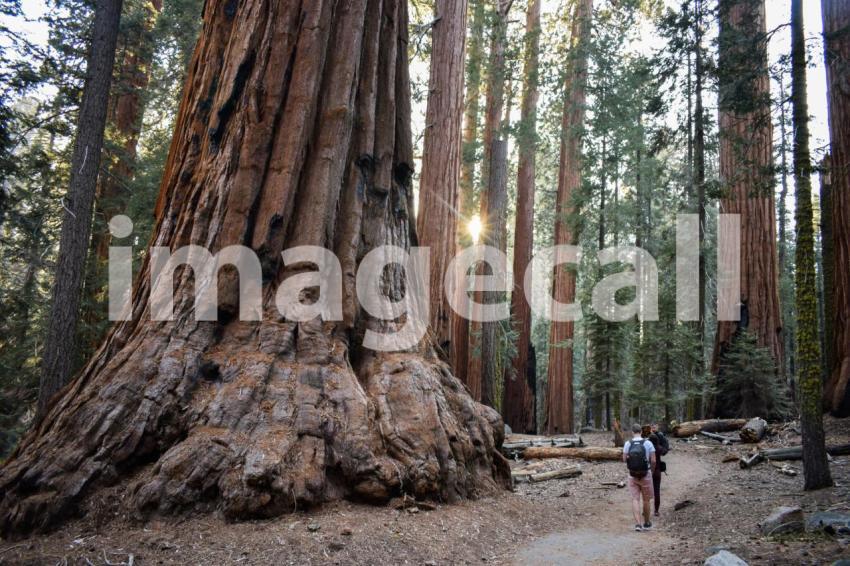 Friends are walking among the giant trees in the beautiful sequoia forest sequoia and kings canyon t20 GgZWow