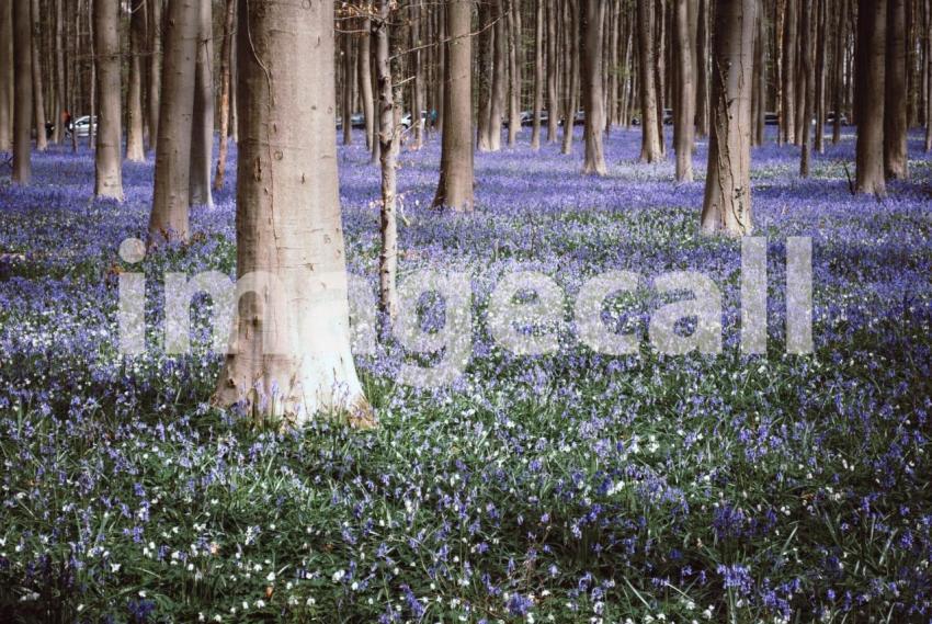 Blossoming europe blue forest t20 29mRk8