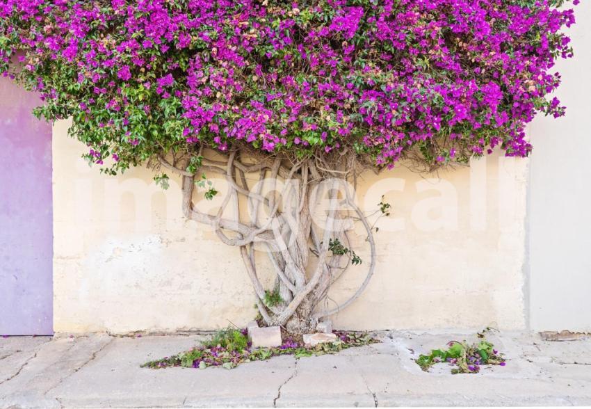 Closeup on a branch tree paperflower trunk whose branches cover the wall of a building nominated t20 Oz0bO2