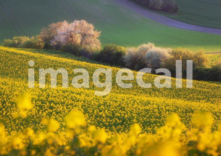 Beautiful yellow rapeseed fields with blooming trees at sunset.