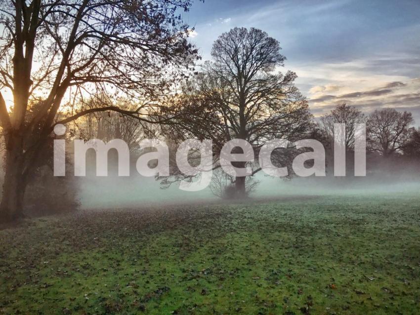 Morning mist and trees t20 oEWB0e