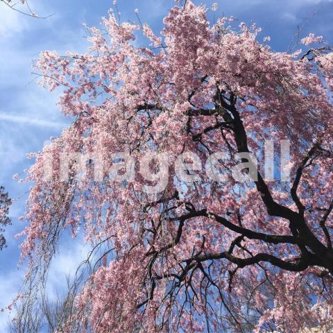Cherry blossom tree t20 7lEamy