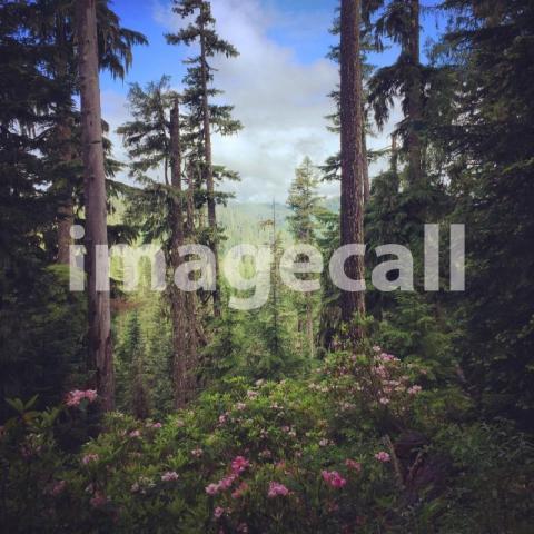 Forest forest summer oregon mountains forests t20 b8klv9