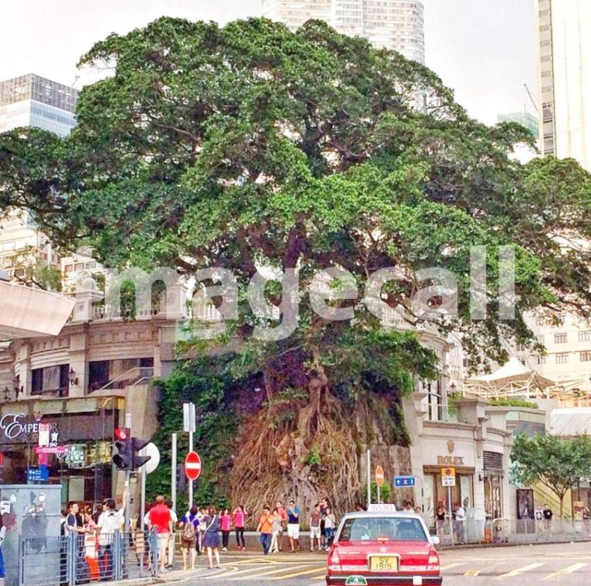 Hong kong t20 knJQKK