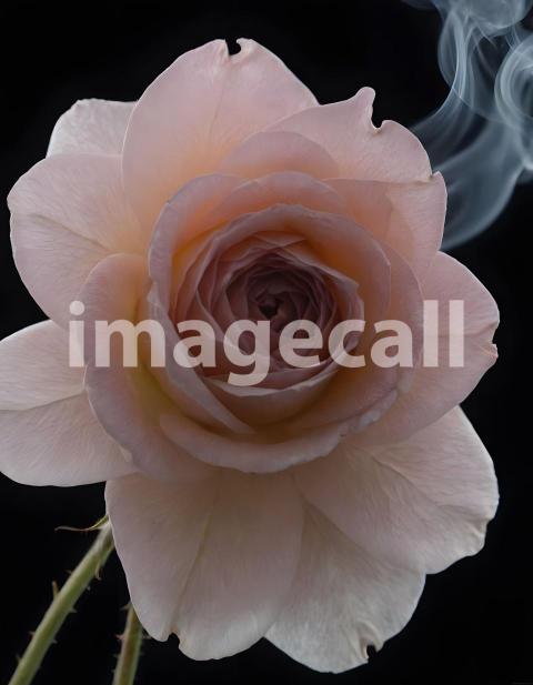 Effects Smoke (3306)