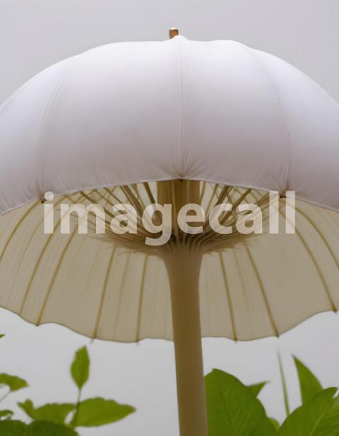 Isolated on white or black background Mushroom (36)
