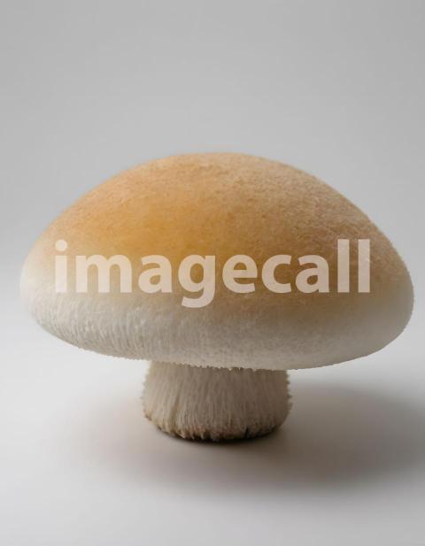 Isolated on white or black background Mushroom (1302)