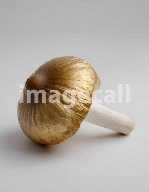 Isolated on white or black background Mushroom (1917)