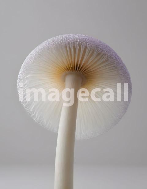 Isolated on white or black background Mushroom (2337)