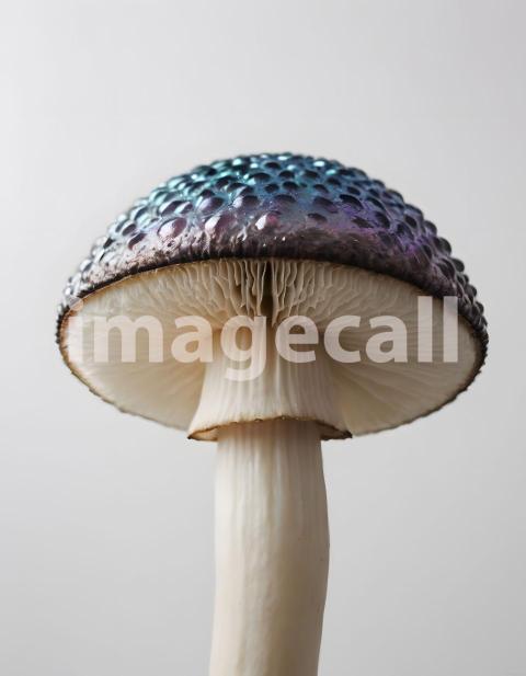 Isolated on white or black background Mushroom (2344)